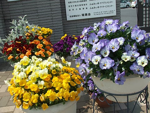 門花1